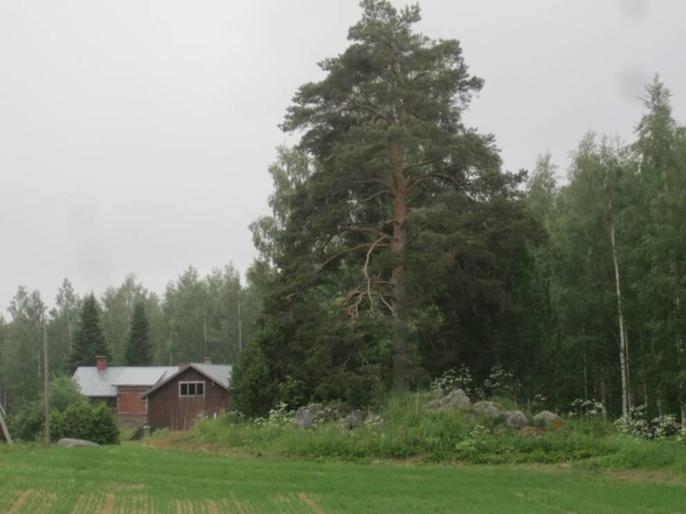 Harvennettua kuusikkoa rantaan vievän hiekkatien luoteispuolella.