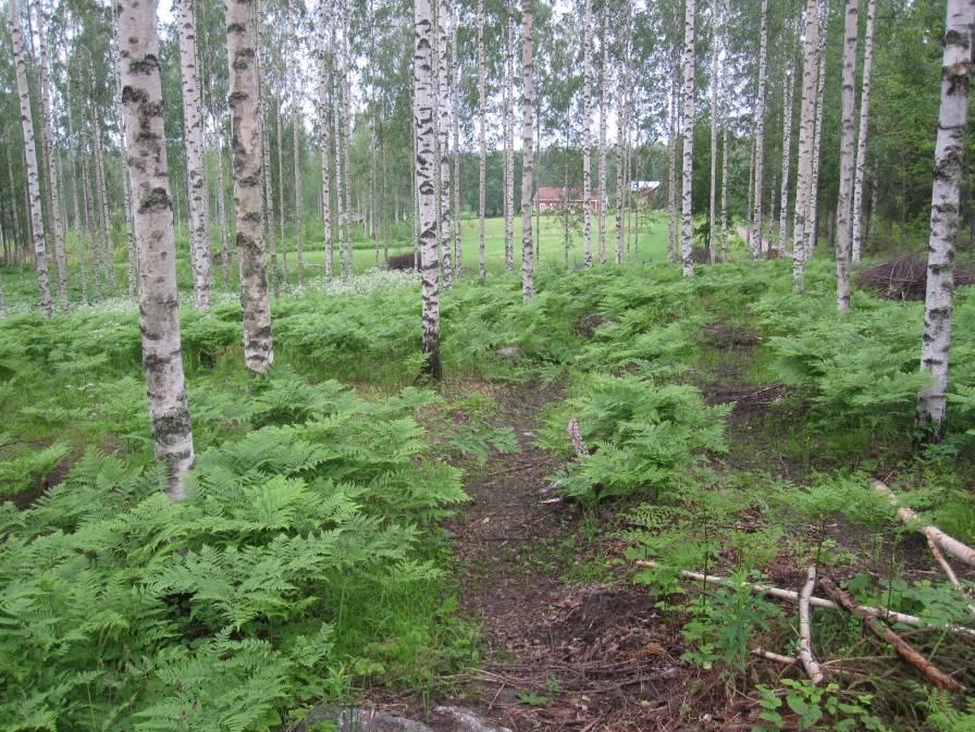 Peltoa ympäröivät koivikot ovat todennäköisesti entisiä kaski- ja laidunmaita.