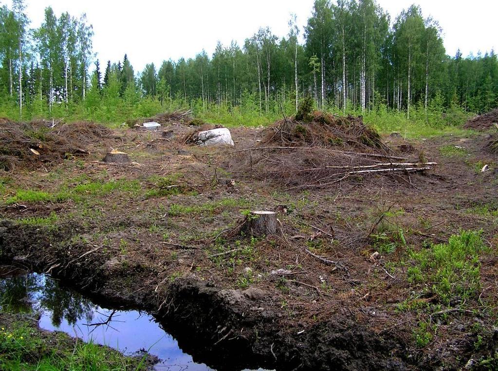 Sivu 10/14 TOIMI hoidetuista nuorista koivikoista (kuva 11). Peltoalueet ovat tehokkaan viljelyn piirissä (kuva 12). Selvitysalueen lintulajisto on hyvin niukkaa ja tavanomaista. 4.