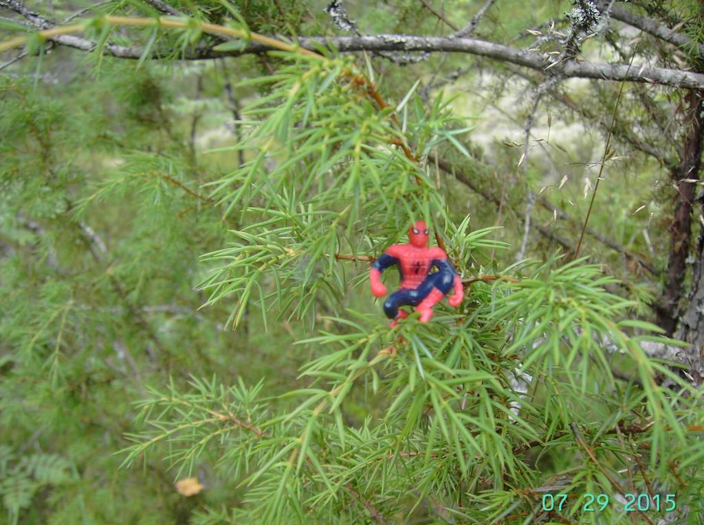 Kataja Juniperus communis