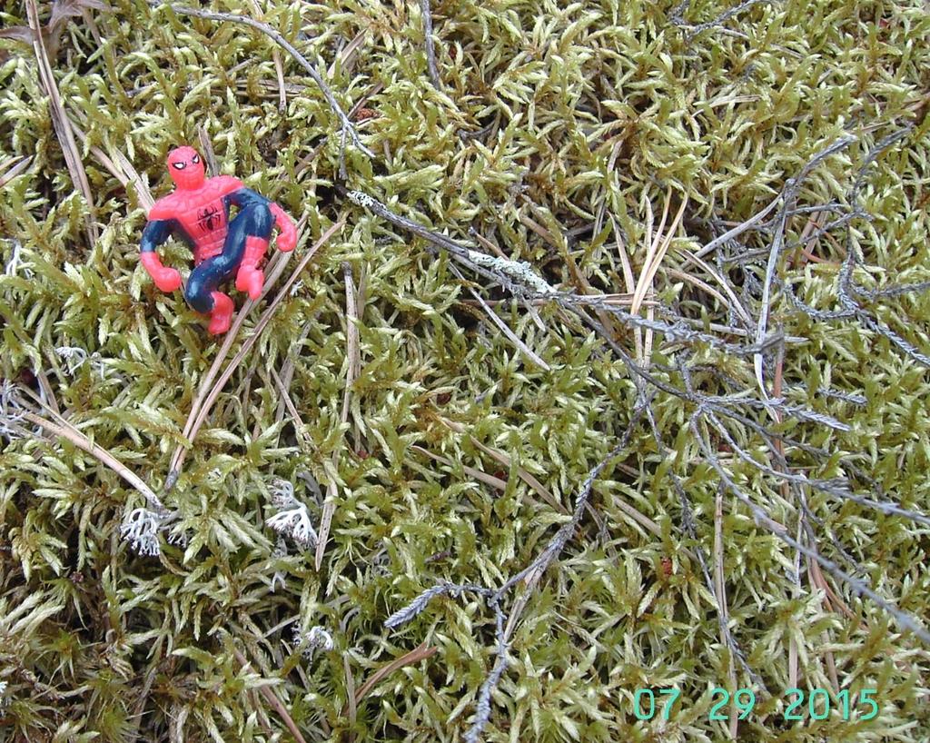 Seinäsammal Pleurozium