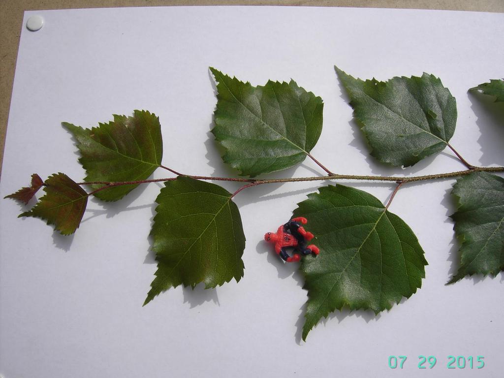 Rauduskoivu Betula pendula