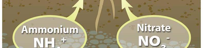 is released from soils is