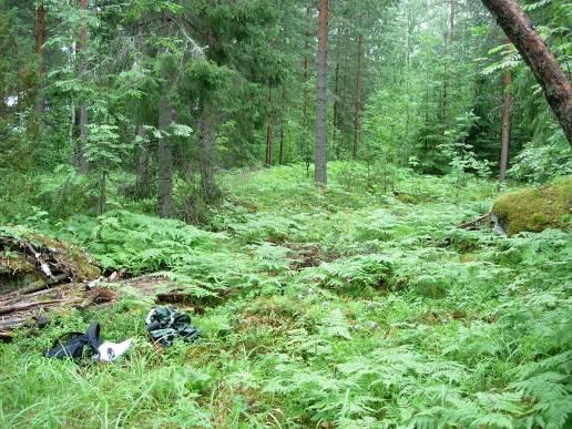 Kuva 14. Kuva osasta mahdollista rakennuspaikkaa alueella 2. Kuvattu lännestä.