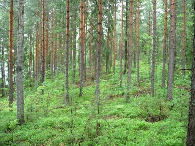Alue 4 Alueen äärikoordinaatit (ETRS-TM35FIN): P: 6802535 6802621 I: 374859 374937 Mahdollinen rakennusalue 4 sijaitsee keskellä saarta, sen länsirannalla.