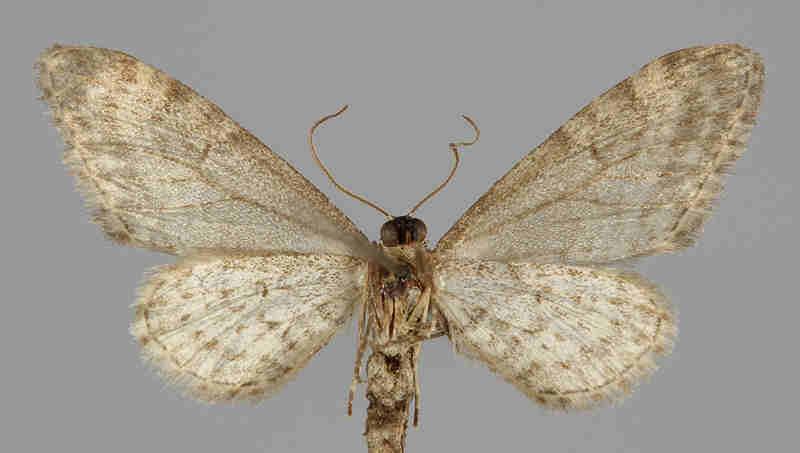 innotata E.