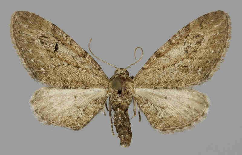 E. ochridata E.