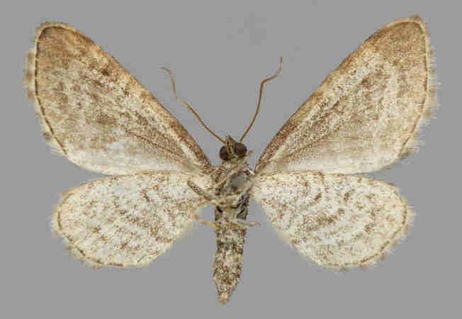 E. satyrata E.