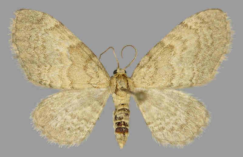 E. immundata G.