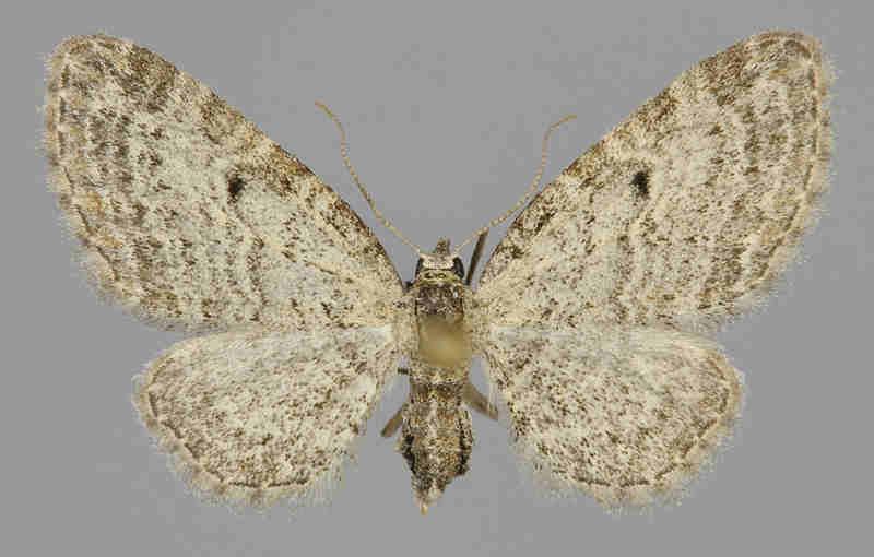 E. tenuiata E.