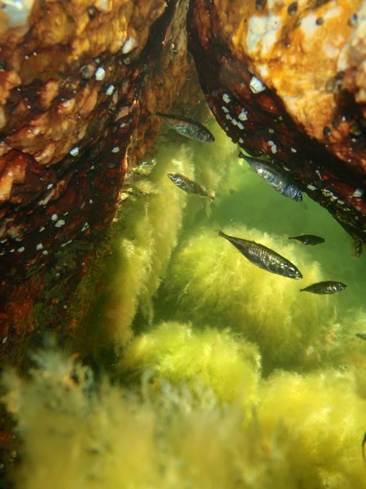Kuva 4. Rihmalevät muodostavat vedenalaisia elinympäristöjä monille selkärangattomille eläimille ja kaloille. Kuvassa viherlevää ja kolmipiikkejä. Kuva Metsähallitus 2011 Anniina Saarinen.