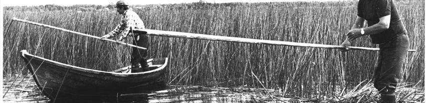 Kuva 30. Pentti Matila ja Pauli Erkkilä kasaavat niitetystä kaislasta, eli oijärveläisittäin kahilasta, koostuvaa lauttaa Matilanjärvellä kesällä 1982 (kuva: Pentti Matilan kotiarkistosta). 6.