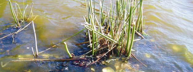 8 VALVONTA Mursunjärven Lammasjärven Matilanjärven Lamminperän Natura 2000 -alueen valvonnasta