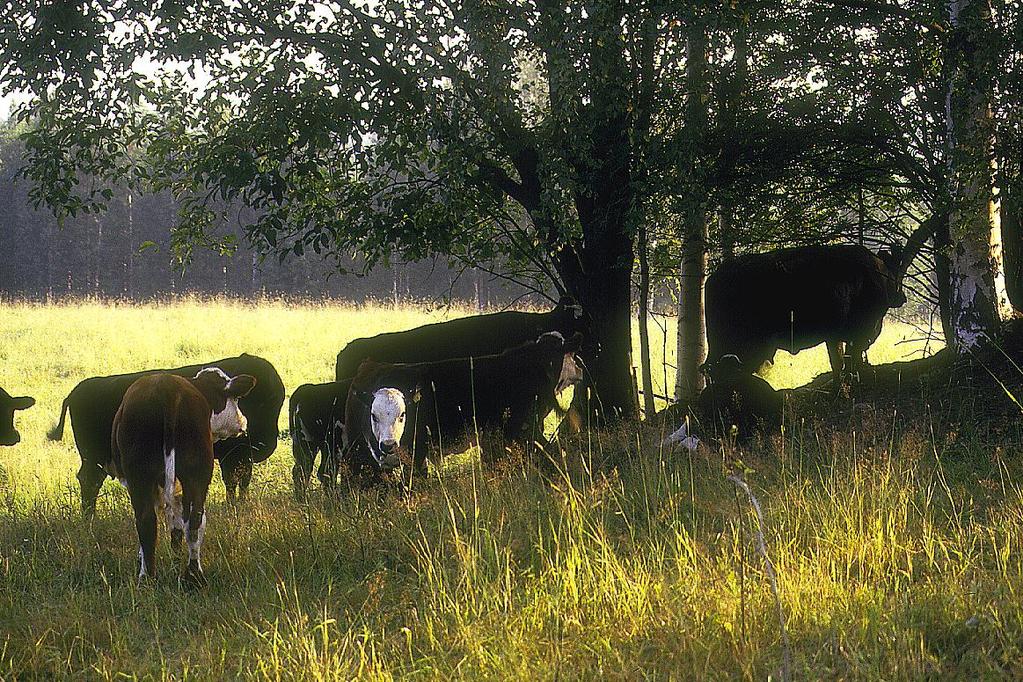 N-huuhtouma, kg/ha/v P pintavalunnassa kg /ha Nurmenviljelyn ympäristövaikutusten kokonaisvaltainen mittaaminen Sanna Kykkänen 1), Perttu Virkajärvi 1), Kirsi Järvenranta 1), Sirpa Kurppa 2) 1) MTT,