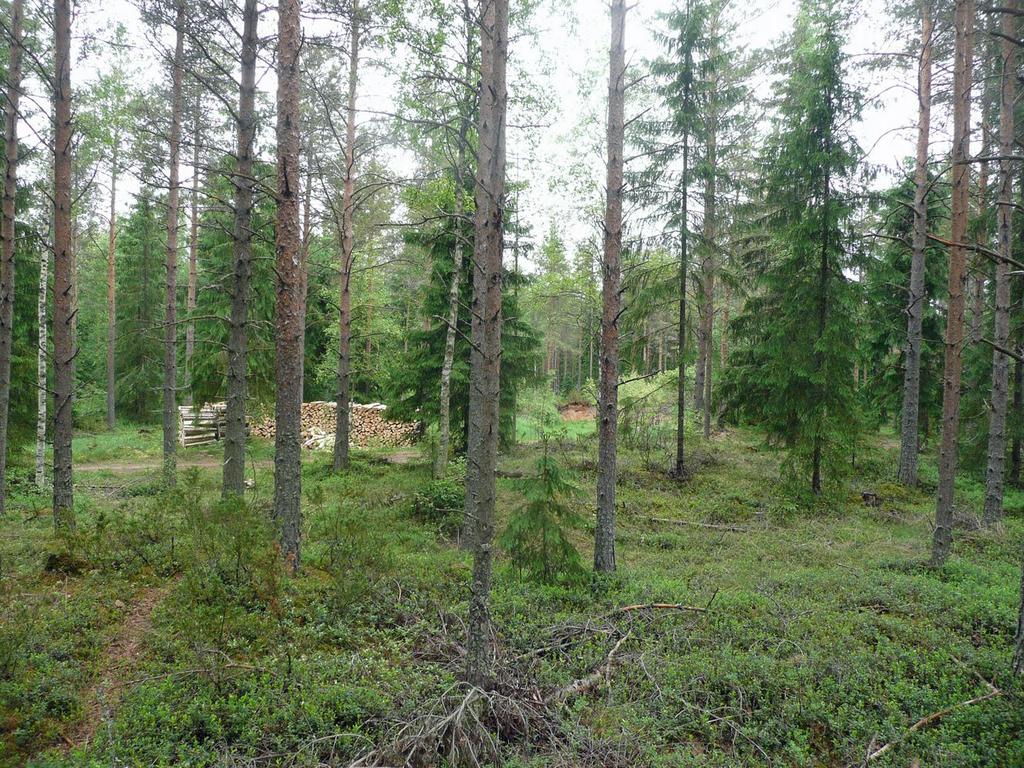 täydennysinventointi Jaana Itäpalo