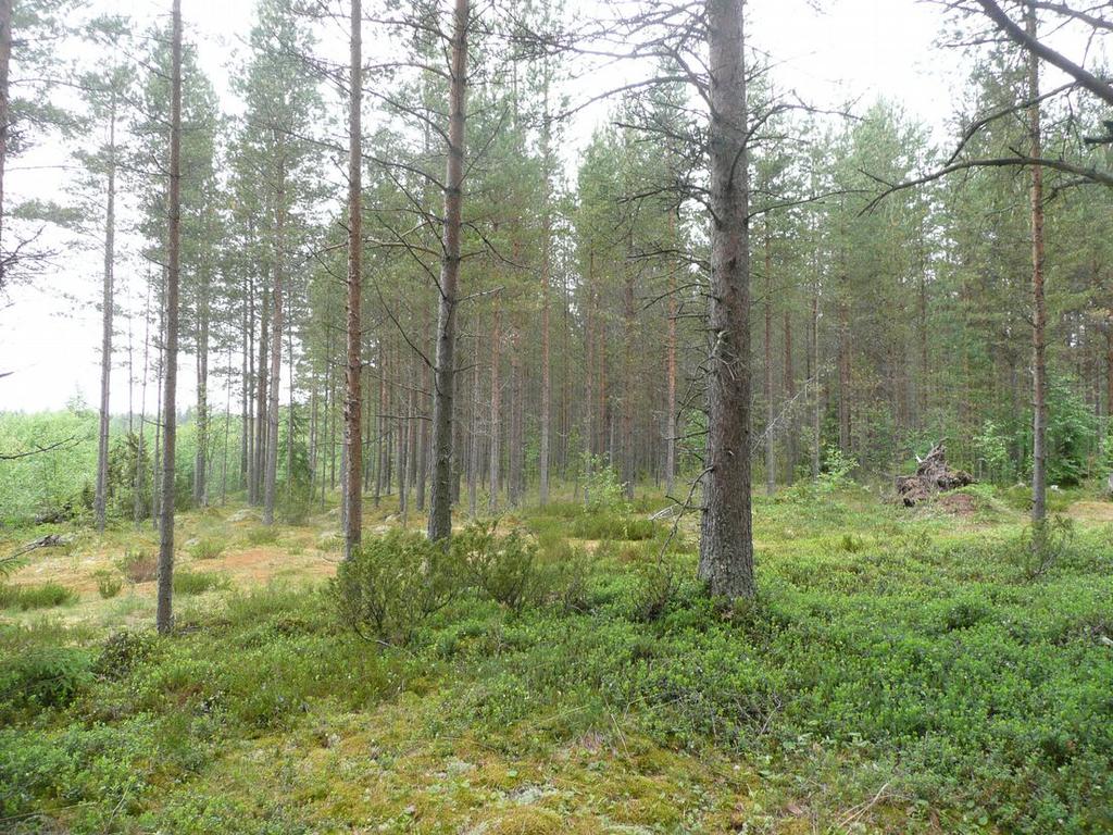 hiekkakankaalta voimalapaikan 8 vaikutusalueella.
