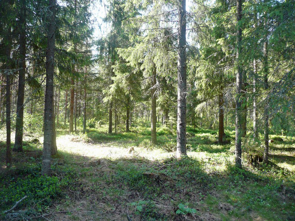 7 Voimalapaikat 9, 20, 22, 28 Voimalapaikka 9 sijaitsee Ylilammesta n. 300 koilliseen. Ympäristö on tasaista, rämeistä sekä kosteaa.