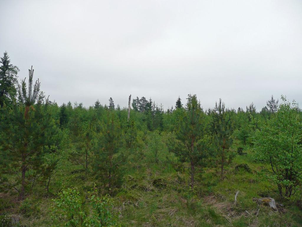 on laajalti entisiä hakkuualueita, joilla kasvaa nuorta