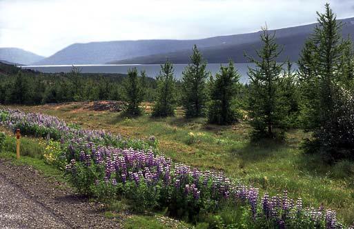 Virkailijan ylistys perustui järven rantamille istutettuun maan laajimpaan metsään.