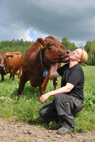 Aloittelijasta ammattilaiseksi viidessä vuodessa Anna Olzén ja Magnus Eriksson aloittivat maidontuotannon Via Gårdissa Glanshammarissa vuoden 2011 alussa.