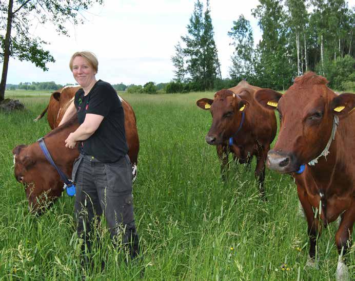 Anna arvostaa SRB-lehmiä. Jo nyt näemme hyviä tuloksia. Hieholla on aiempaa paljon paremmat sorkat, hyvät sorkkakulmat ja paremmat utareet.