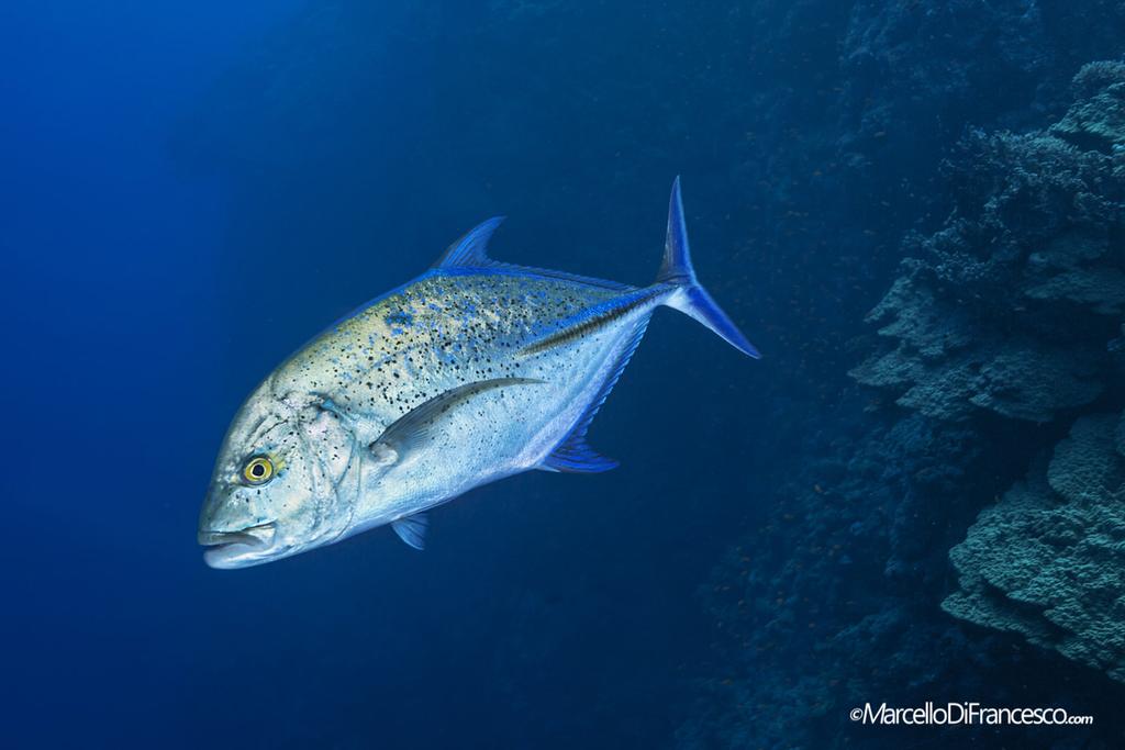 Piikkimakrilli saalistamassa avomerellä. (Canon 5Dmk3 + Tokina 10-17mm Nauticam Housing F10 1/160 iso 500).