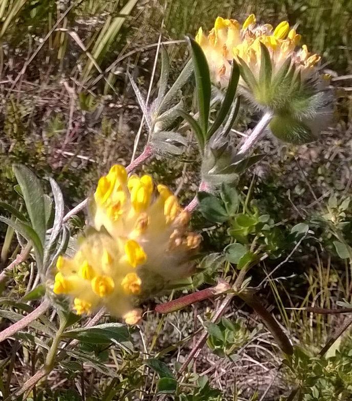 Ylöjärven ympäristön tila 2016 Maankäyttö ja