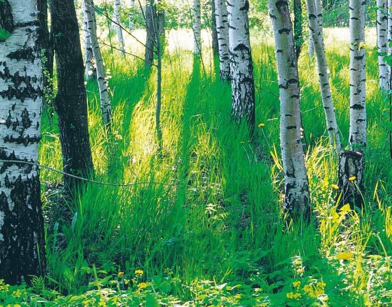 Teatud perioodil jäi voolukivi tarbimine unarusse. Ta puhkas ja ootas oma aega, kuni leidis uuesti kasutuselevõtu. Inimesed hakkasid otsima oma juuri ja hindama elava tule soojust.