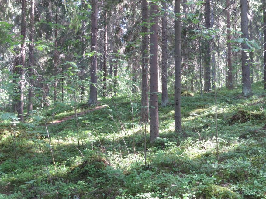 8 6. Nuorta tiheää lehtipuustoa (raitaa ja koivua) urheilukentän reunalla. Niukassa pensaskerroksessa kasvaa mm. tuomea, kiiltopajua, terttuseljaa ja punaherukkaa. Kenttäkerroksessa tavataan esim.