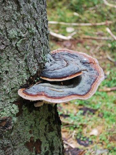 Selluloosatutkimuksia Japanista Puuta hajottavat sienet tuottavat entsyymejä jotka hajottavat ja muokkaavat myös selluloosaa Entsyymejä voidaan tuottaa teollisessa mittakaavassa ja käyttää