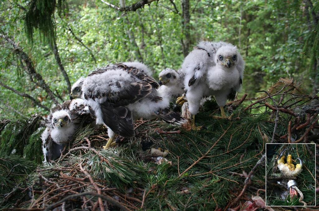 Viirupöllön poikasen jalka kanahaukan pesällä Kanahaukka (punainen)