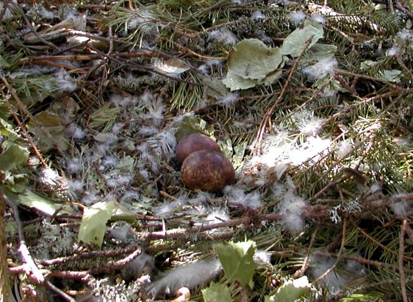 metsäluonnon monimuotoisuutta Kanahaukan