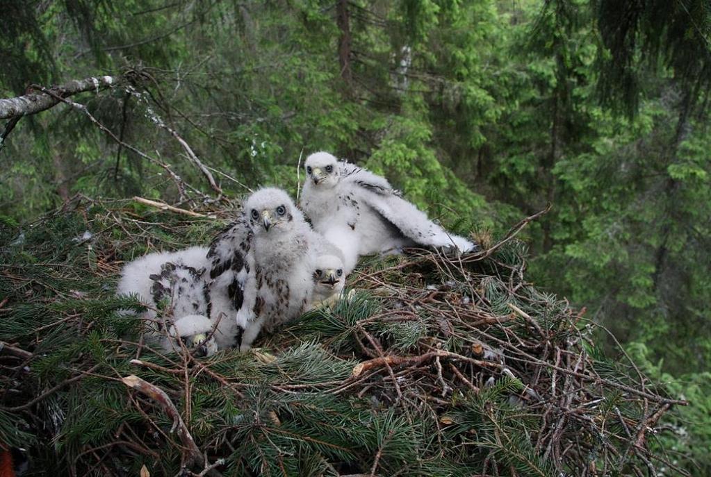 1) Haukkojen pesäpaikkojen vapaaehtoinen säästäminen Pohjois-Karjalan malli (2002 2006 ja 2008 2014) Hyödyt: Santangeli ym. 2012, Anim. Conserv.