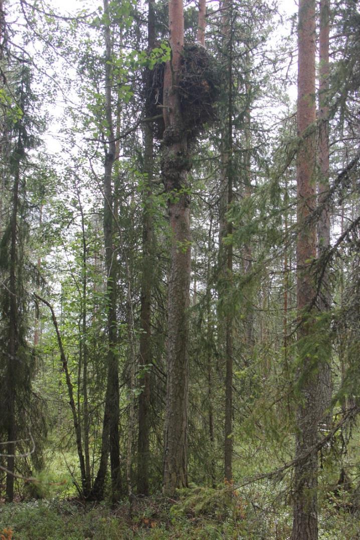 jättäminen metsiin