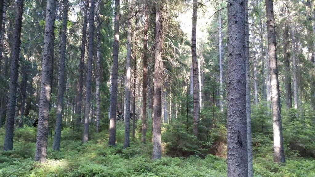 Riskit Pesintä hakkuuikäisessä metsässä Kanahaukan pesintä