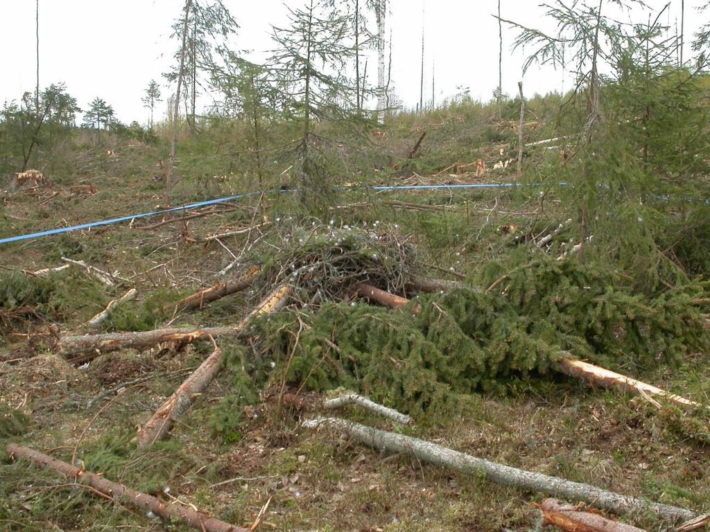 pesäkuusta kaadettaessa.