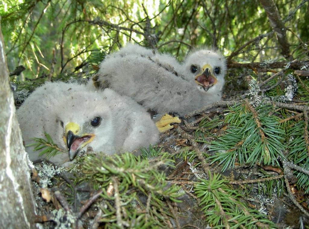 Riskit Pesintä hakkuuikäisessä metsässä Pesä ei tiedossa, menetetään