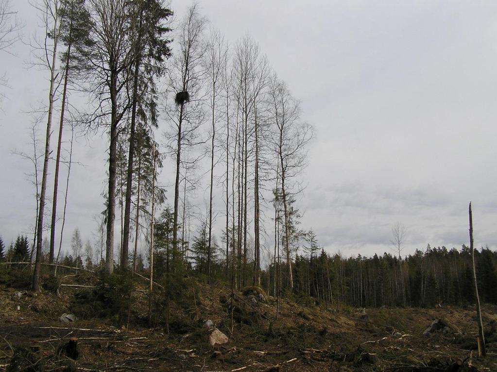 ja 2007.
