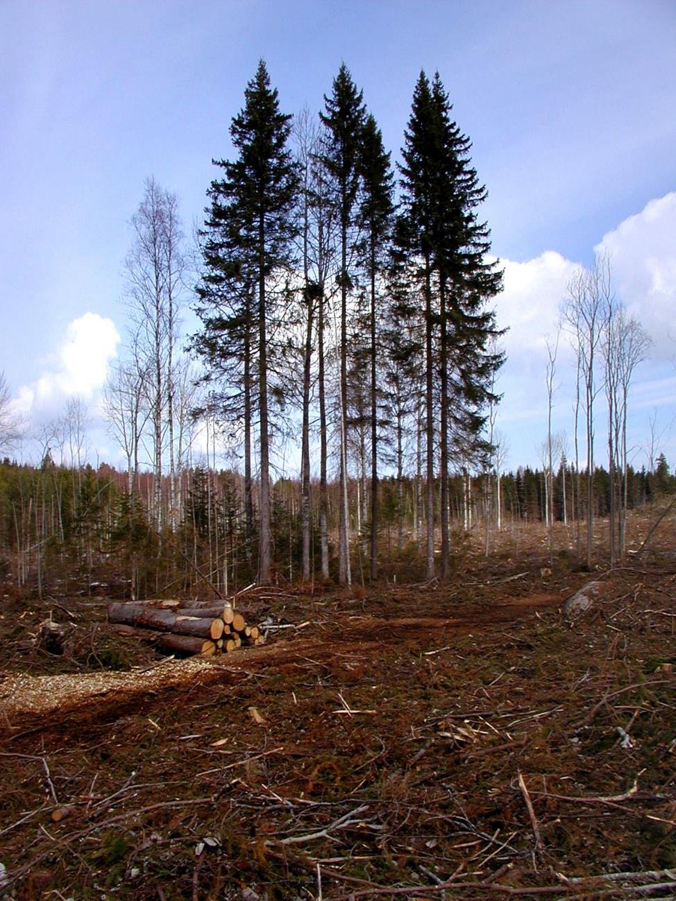 Hiirihaukan pesä