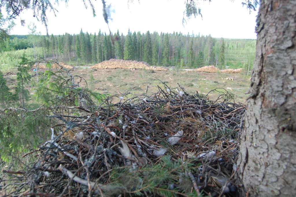 Mikko Hänninen Kanahaukan pesä, Lappajärvi. Kesähakkuu, pesintä keskeytyi.