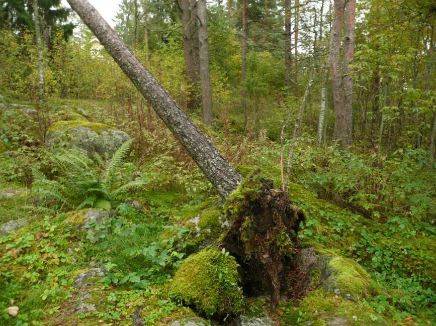 16 Palaneen luun löytökohta juurakossa Hiidenmäen kalmistoalueella Koekuoppaluettelo Löytö- ja havaintokoekuopat Kk N E z laji kpl paino, g kuvaus 1 6859941,0 405653,6 92,4 saviastian paloja 1 0,2