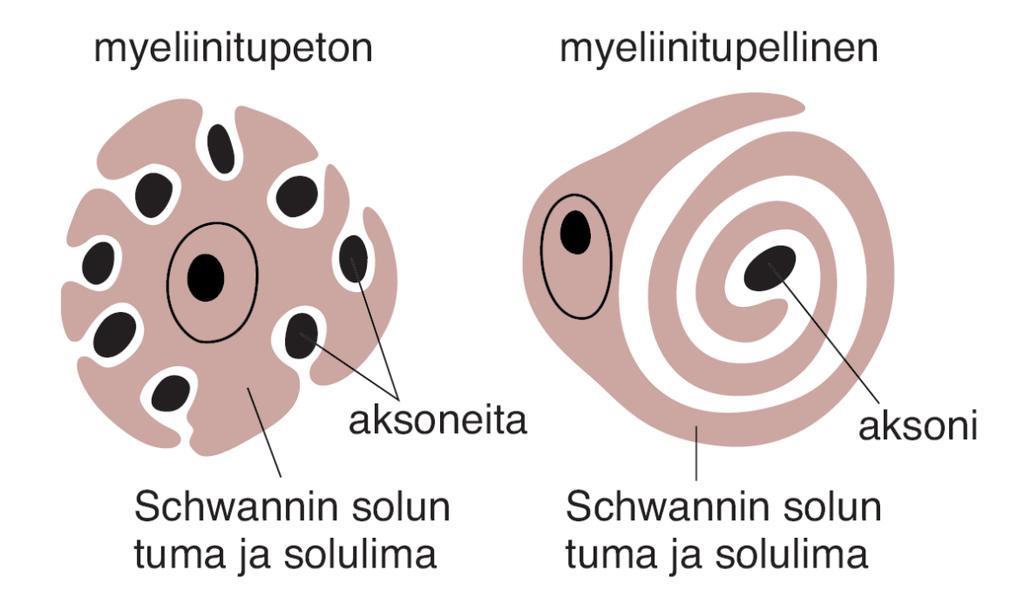 Puudutus vai nukutus Nukutus =