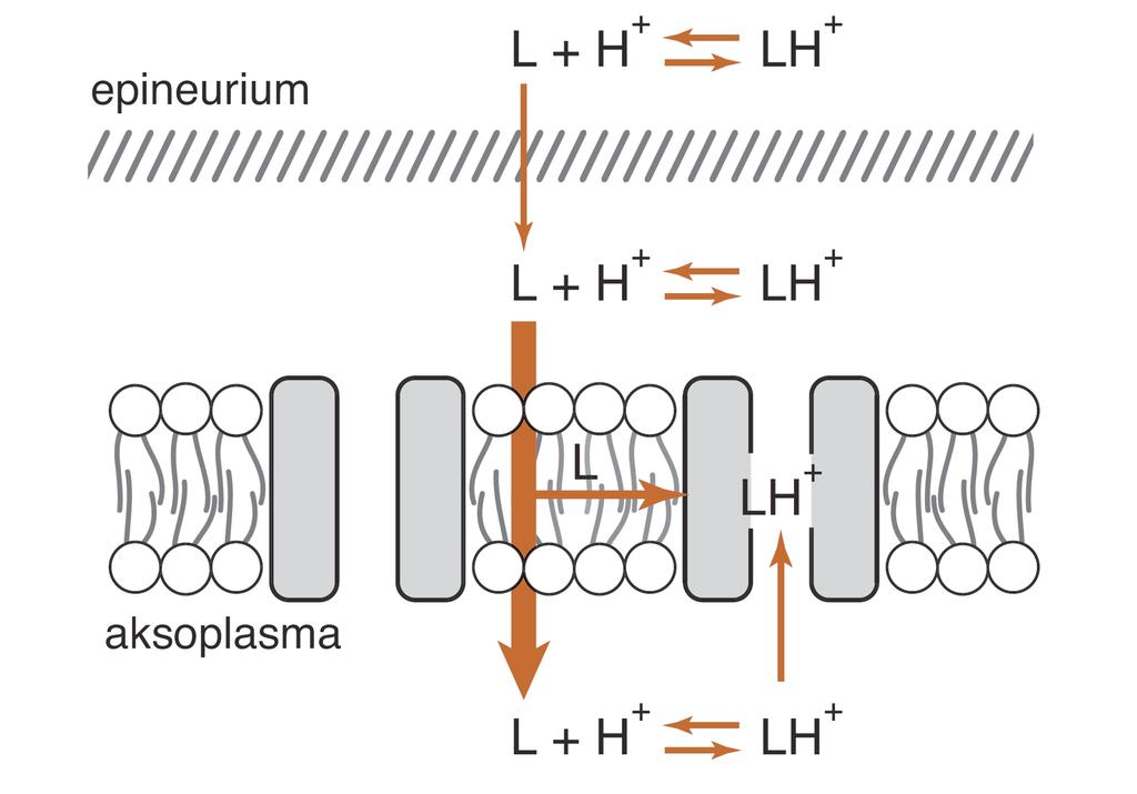 Puudutteiden vaikutus Puudutusaineiden kemiallinen rakenne Aminoesterit Lipophilic portion Hydrophilic portion (Aminoamidi) Kokaiini Prokaiini Tetrakaiini Bentsokaiini (Aminoesteri) Lidokaiini