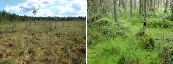 8 Sararämeet (VU) on luokiteltu vaarantuneeksi luontotyypiksi Etelä-Suomessa. Vähäpuustoisena suona myös metsälain tarkoittama kohde. Kuvat 3 ja 4.