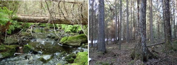 Puronvarren puusto on järeää kuusta ja haapaa, lahopuustoa on tuulenkaatoina jonkin verran. Puronvarressa metsätyyppi on lehtomaista kangasta, kangaskorpisuutta on aivan puron vieressä.