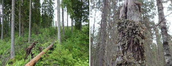 9 Kuva 6. Koukunjokivarressa metsää on pystyssä kapeana vyöhykkeenä. Silmälläpidettävää raidankeuhkojäkälää kasvoi jokivarren raidanpökkelössä. 5.