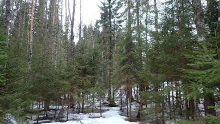 3 Reviirin eteläpuoli järven rantaan on tyypiltään tulvan vaivaamaa varttunutta kuusimänty sekametsää, josta ei löydetty liito-oravan papanoimia puita ( Kuva 4)