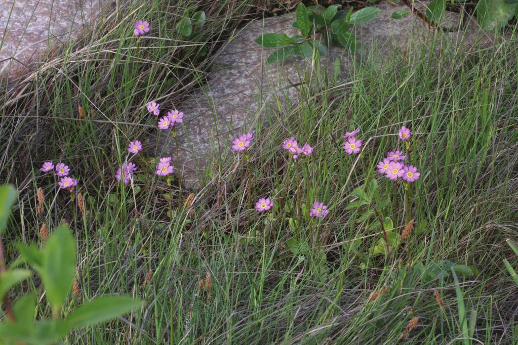 Natura-arviointi HANKKEEN VAIKUTUKSET NATURA-ALUEILLE 28