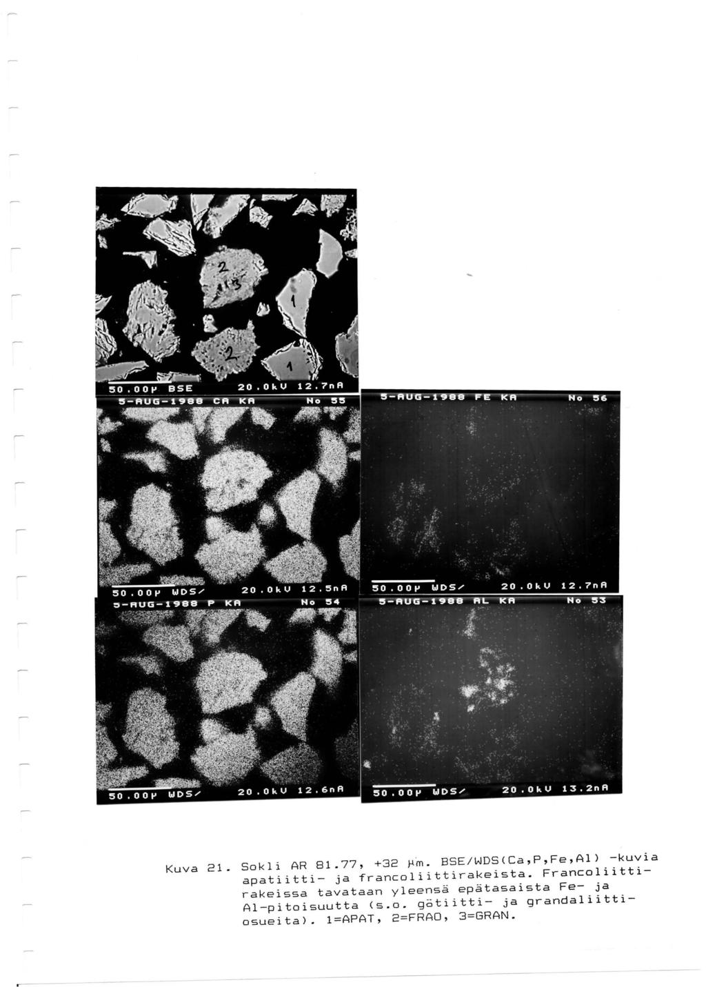 Kuva 21. Sokli AR 81.77, +32 ~~. BSE/WDS(Ca,p,Fe,Al) -kuvia apatiitti- ja francoliittirakeista.