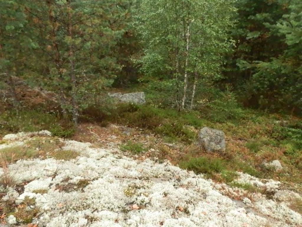31 DT2013:38:37. Inventoinnissa löydetty rajamerkki ja siihen liittyvä viisarikivi. Koillisesta.
